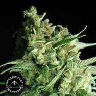 Sagarmatha Seeds Double Bubbleberry